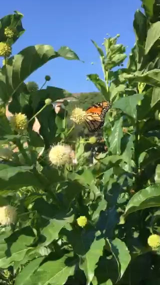 Buttonbush